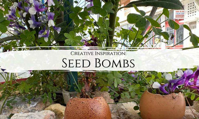 Seed Bombs: Blast Earth with life and colours and support biodiversity - My Tiny Sanctuary