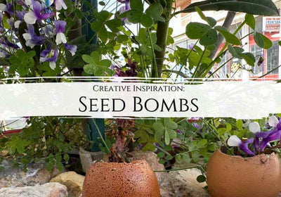 Seed Bombs: Blast Earth with life and colours and support biodiversity - My Tiny Sanctuary