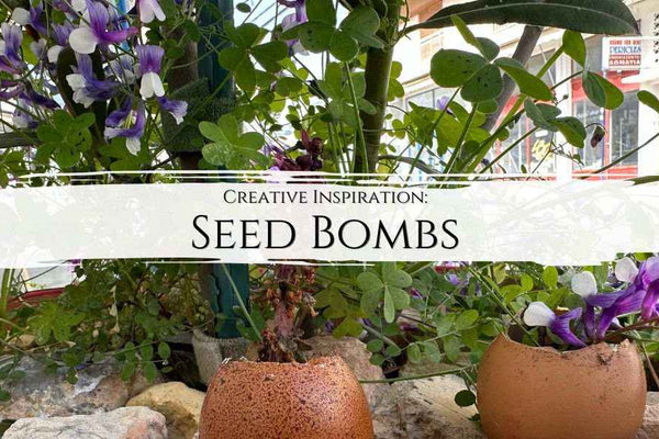 Seed Bombs: Blast Earth with life and colours and support biodiversity - My Tiny Sanctuary