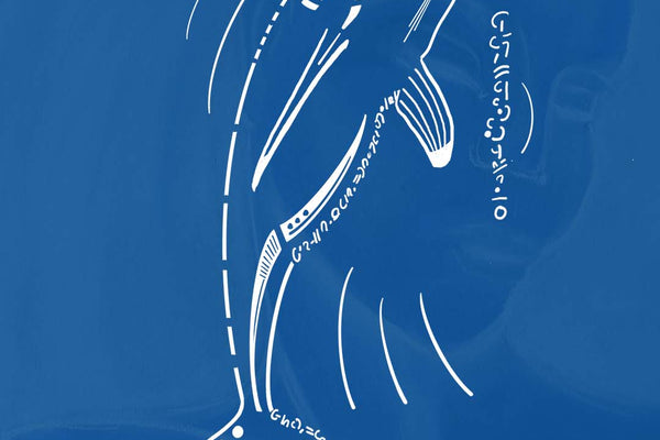 Dolphin Animal Spirit • Energy speaks through you • Animal Spirit Messages For Modern Days - My Tiny Sanctuary