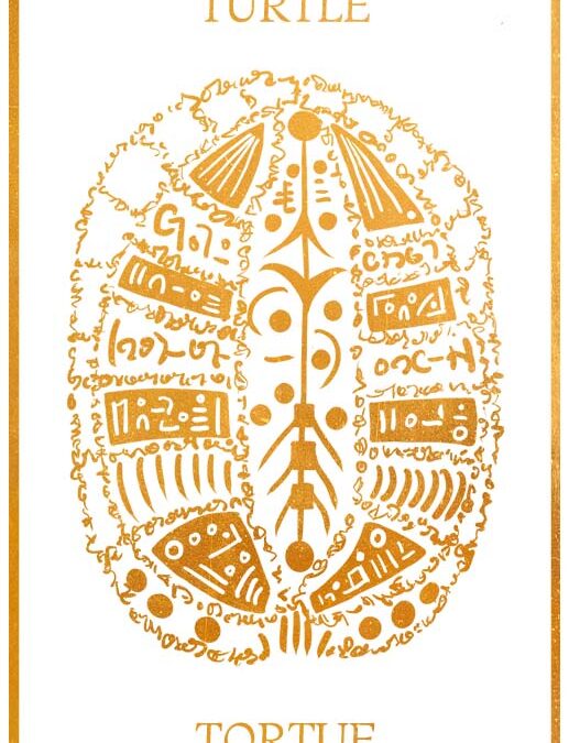 Turtle Turtle Animal Wisdom and Messages
